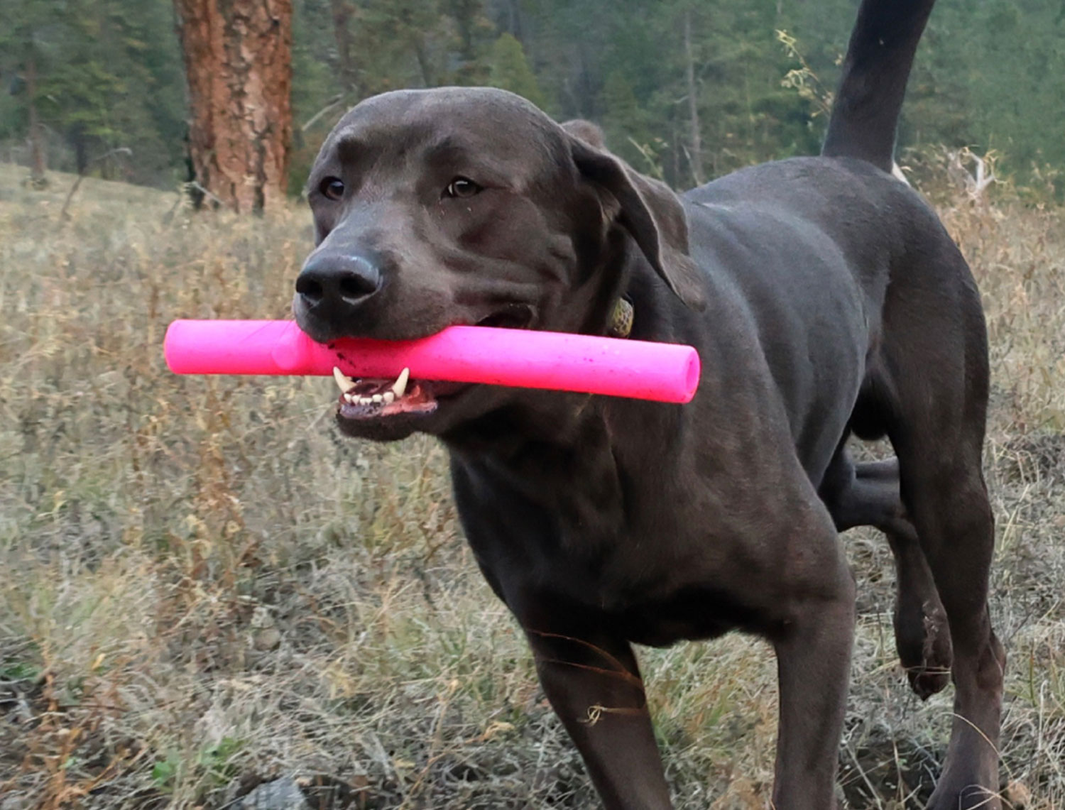 Ruff-dawg-Stick-Twig-dog2